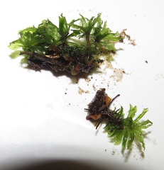 Rhodobryum umbraculum