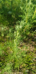 Artemisia adamsii