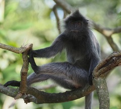 Trachypithecus selangorensis
