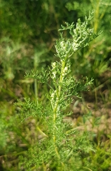 Artemisia adamsii
