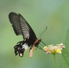 Pachliopta aristolochiae