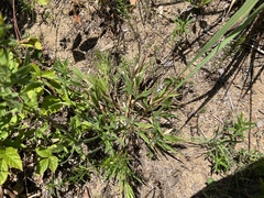 Dichanthelium columbianum