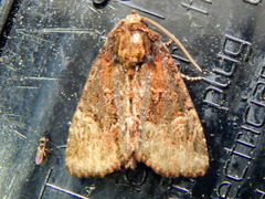 Phosphila turbulenta