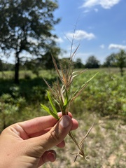 Dichanthelium columbianum