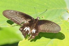 Pachliopta aristolochiae