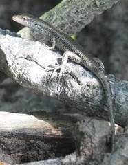 Emoia atrocostata