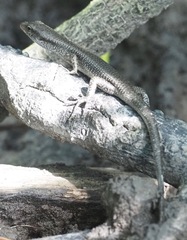 Emoia atrocostata