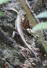 Emoia atrocostata