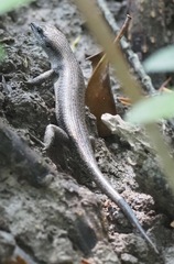 Emoia atrocostata