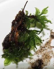 Rhodobryum umbraculum