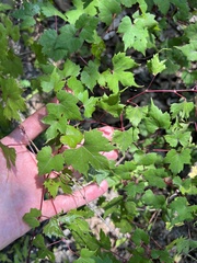 Vitis palmata