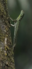 Draco sumatranus