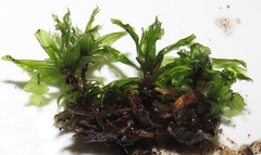 Rhodobryum umbraculum