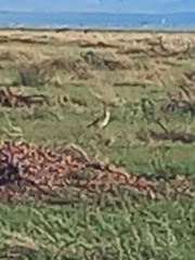 Numenius americanus