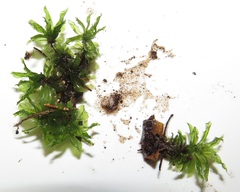 Rhodobryum umbraculum