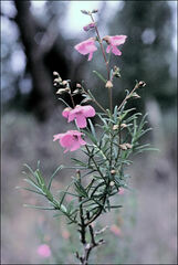 Prostanthera galbraithiae