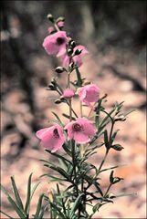 Prostanthera galbraithiae