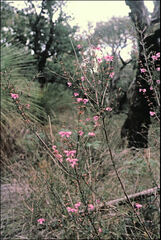 Prostanthera galbraithiae