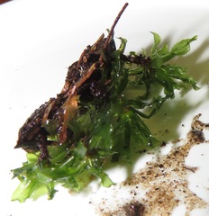 Rhodobryum umbraculum