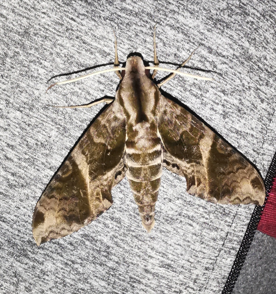 Eumorpha cissi
