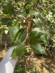 Rhus integrifolia × ovata