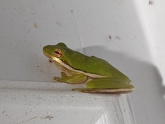 Hyla cinerea
