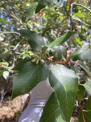 Rhus integrifolia × ovata