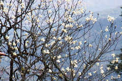 Magnolia campbellii
