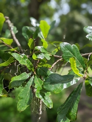 Quercus austrina