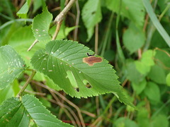 Cameraria ulmella