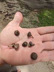 Quercus austrina