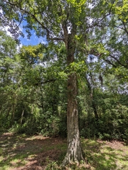 Quercus austrina