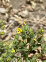 Mimetanthe pilosa