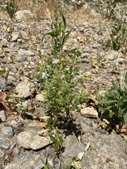 Mimetanthe pilosa