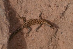 Cryptoblepharus zoticus