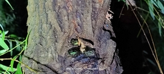 Protaetia orientalis orientalis