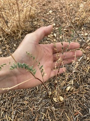 Astragalus lentiginosus