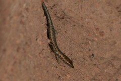 Cryptoblepharus zoticus