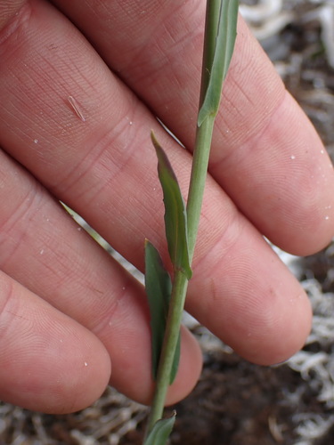 Image of Collins' Rockcress (Boechera collinsii) by no rights reserved