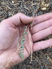 Astragalus lentiginosus