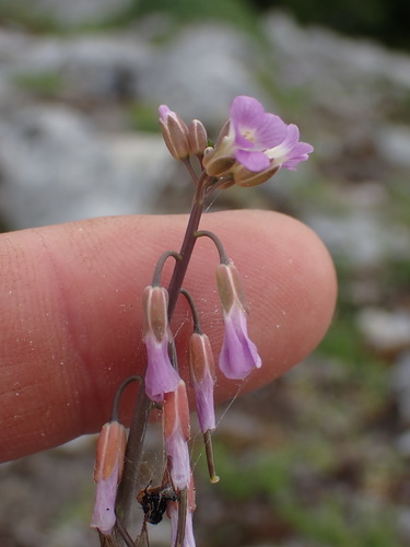 Image of Collins' Rockcress (Boechera collinsii) by no rights reserved