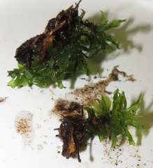 Rhodobryum umbraculum