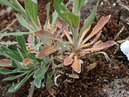 Image of Boechera collinsii by no rights reserved
