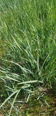 Leymus chinensis