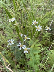 Doellingeria infirma