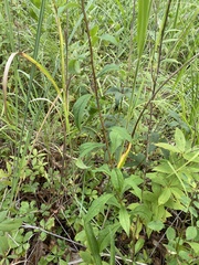 Doellingeria infirma