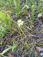 Calochortus gunnisonii