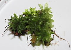Rhodobryum