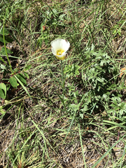 Calochortus gunnisonii
