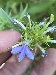 Palmerella debilis serrata